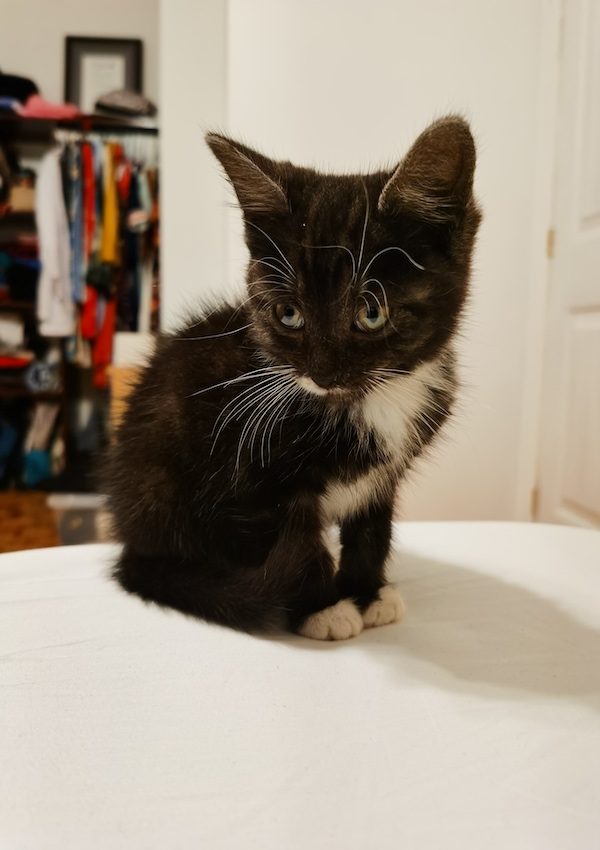 Meet Yuki The Kitten