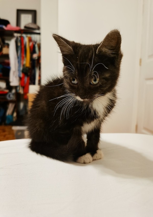 Meet Yuki The Kitten - Basic Olive Chick