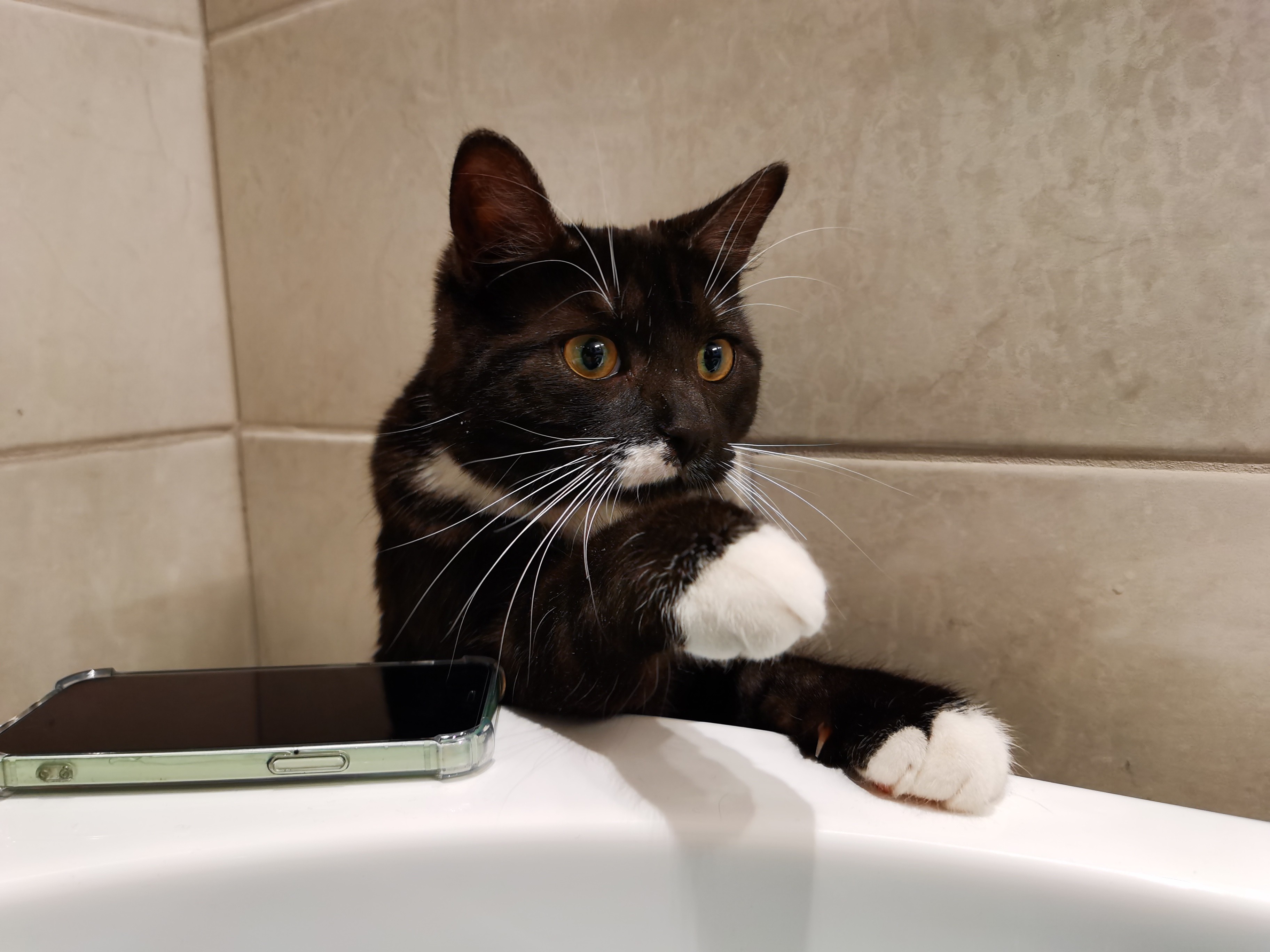 Kitten staring at bathwater shooting for the stars