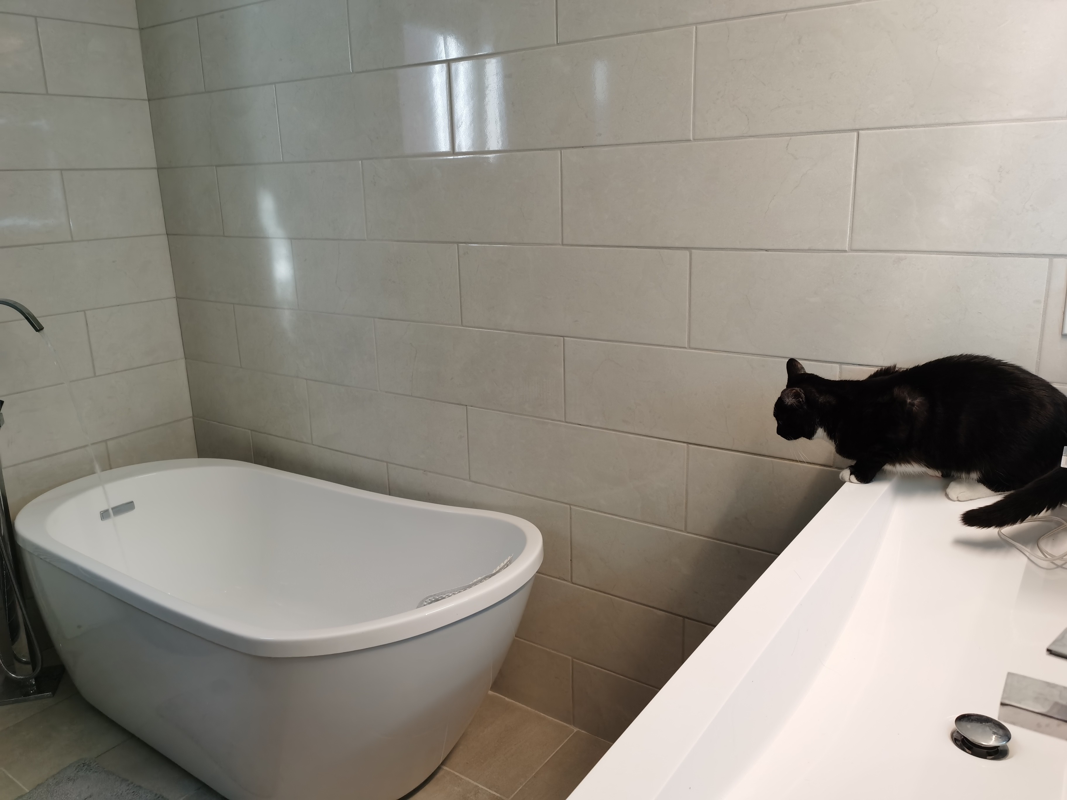 Kitten staring at bath filling itself