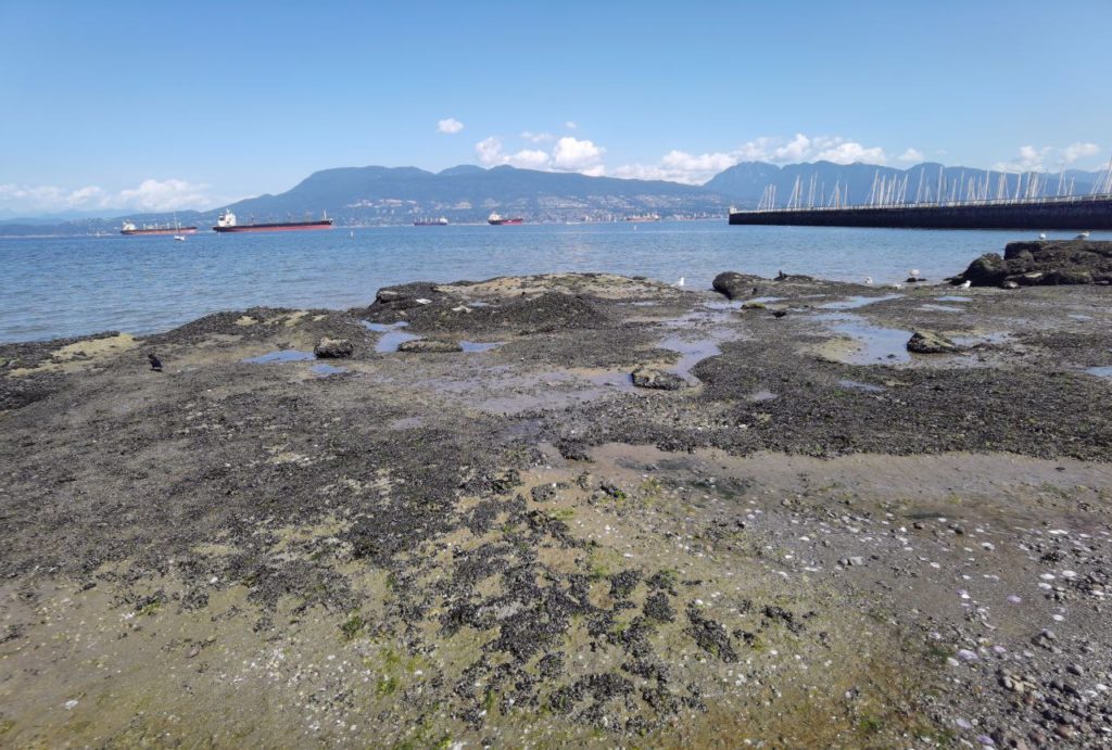 Jericho Beach Vancouver 4