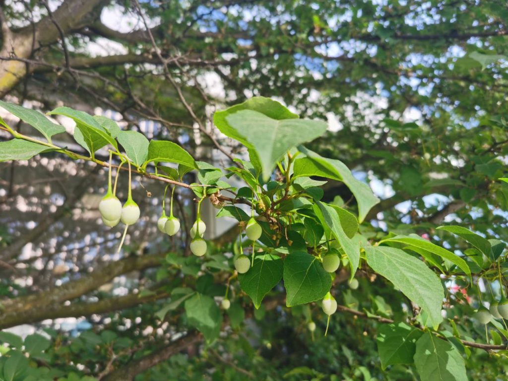 Plant life in Vancouver