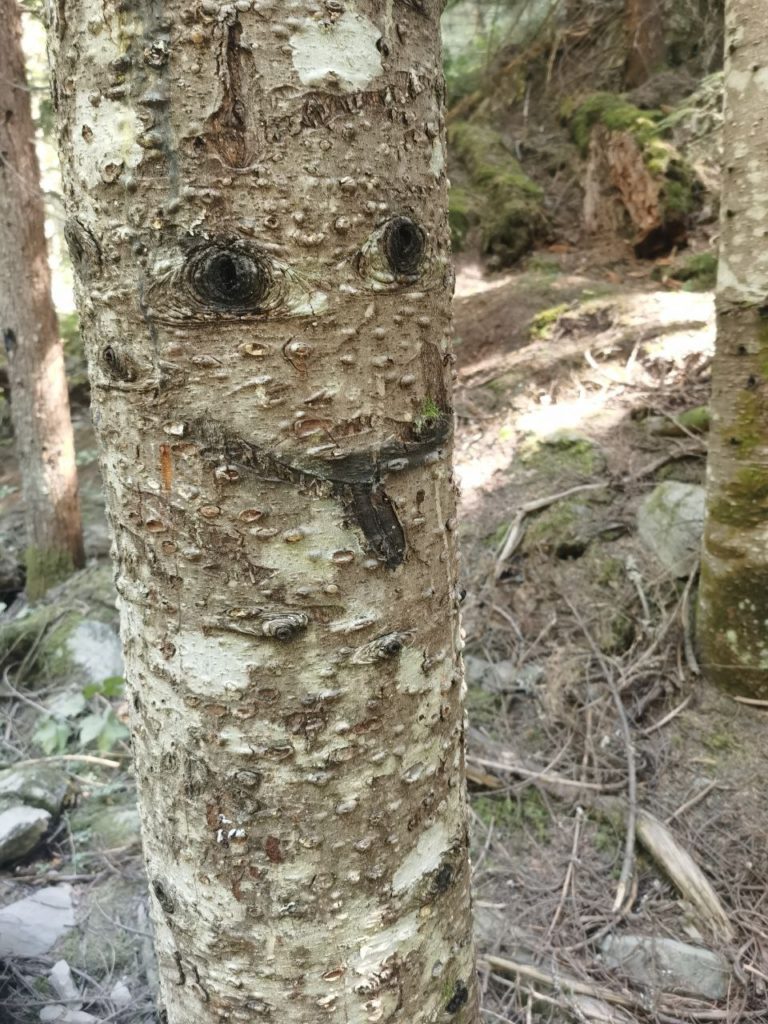 tree with face near Train Wreck in whistler