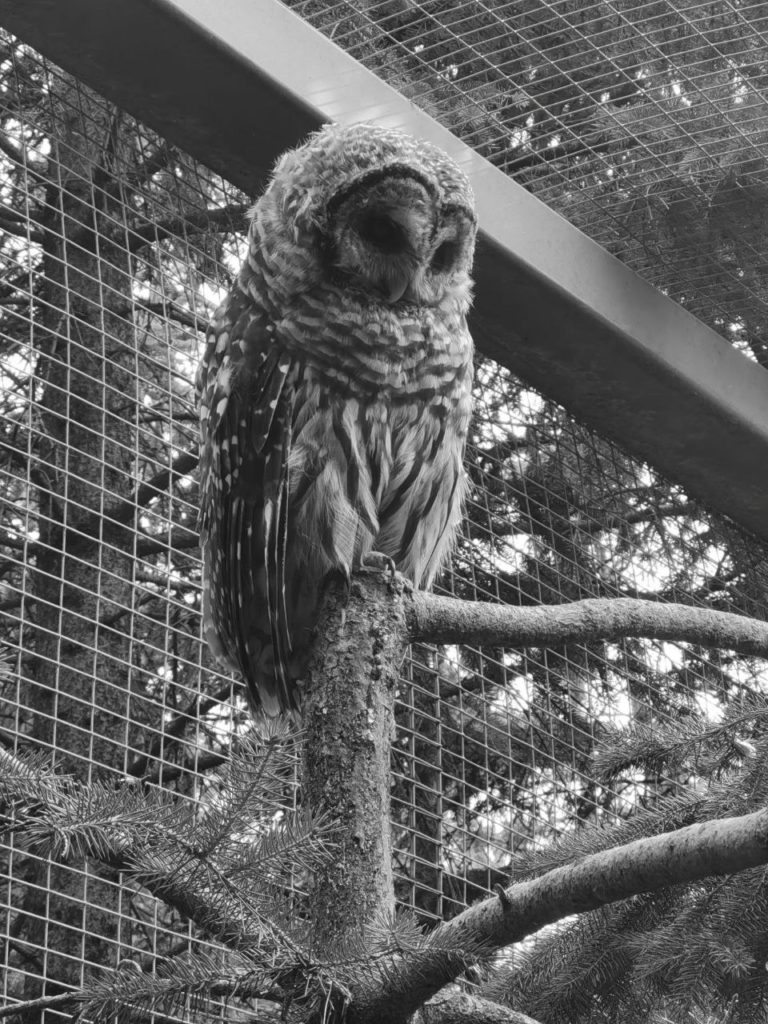 Owl at Calgary Zoo