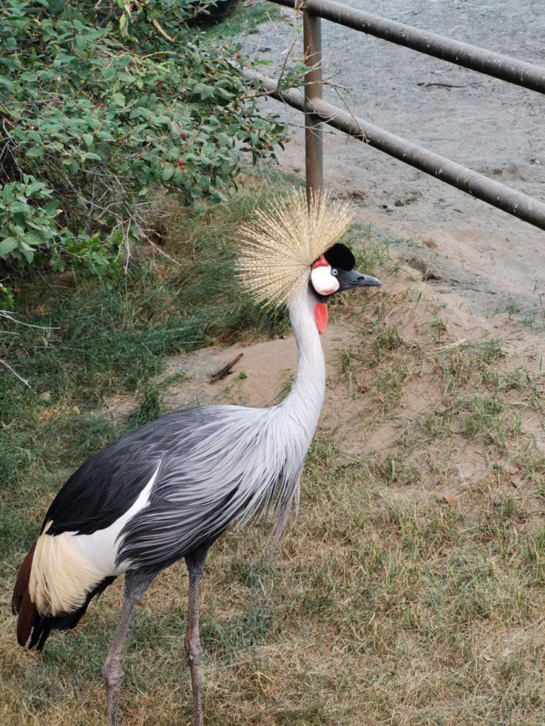 Bird at Calgary Zoo 