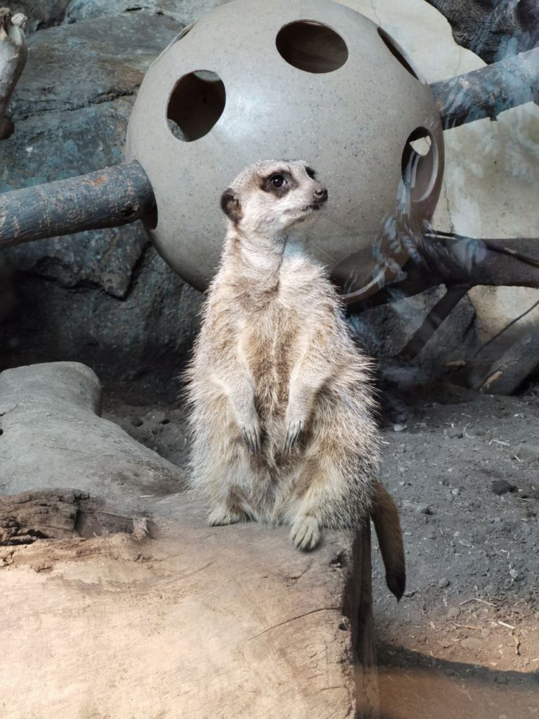 Meerkat at Calgary Zoo