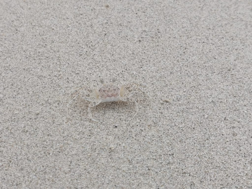 Sand crab on Varadero Beach in Cuba