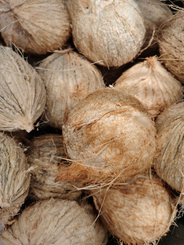 Coconuts in Varadero Cuba