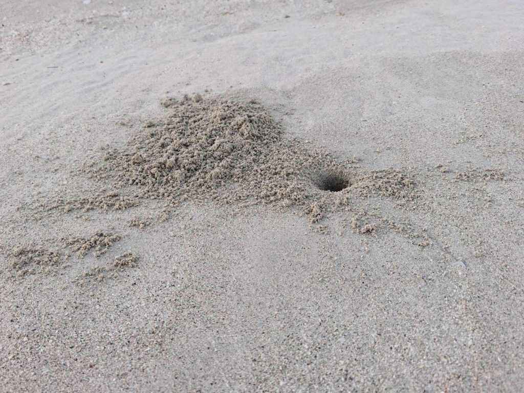 Crab hole in Varadero Cuba sand