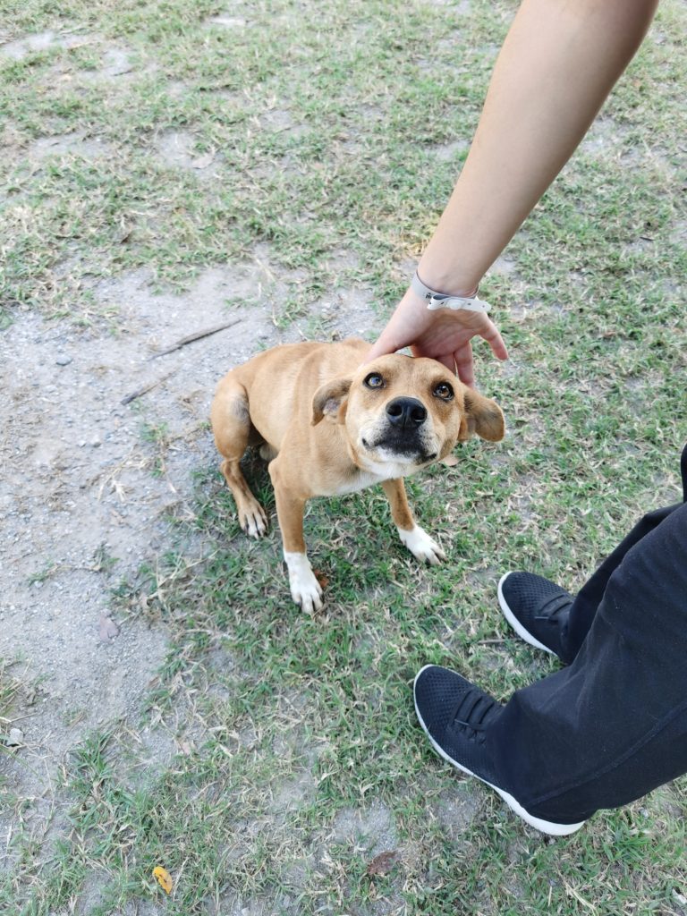 Beige dog at farm in Matanzas