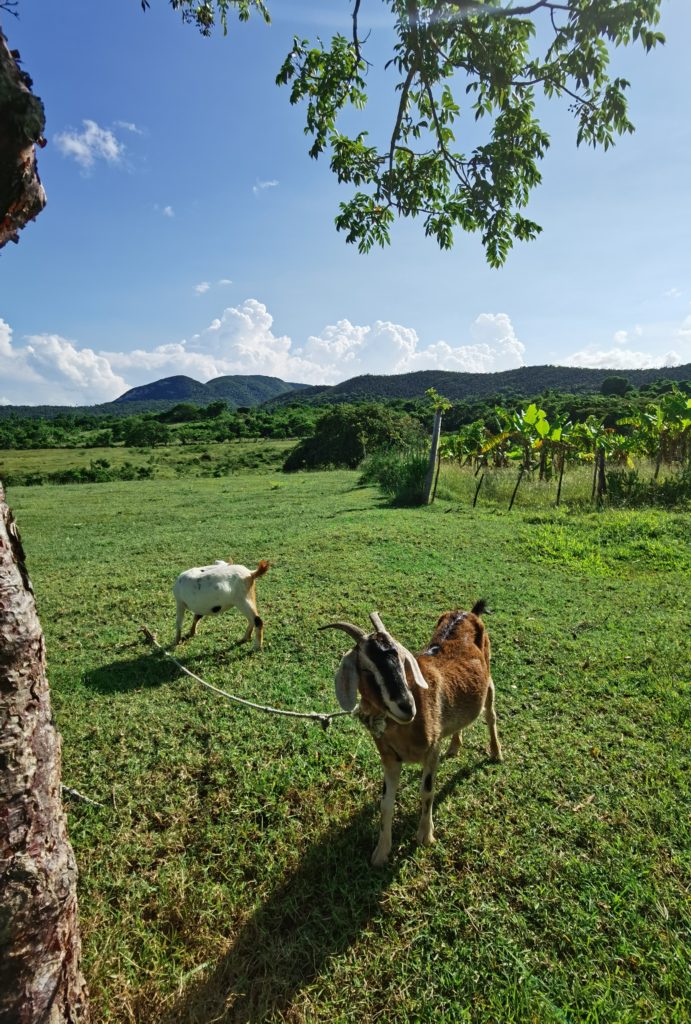 Goats and mountains in farm in Matanzas, Cuba