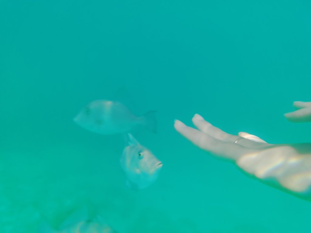 Cute fish in water admiring fingers