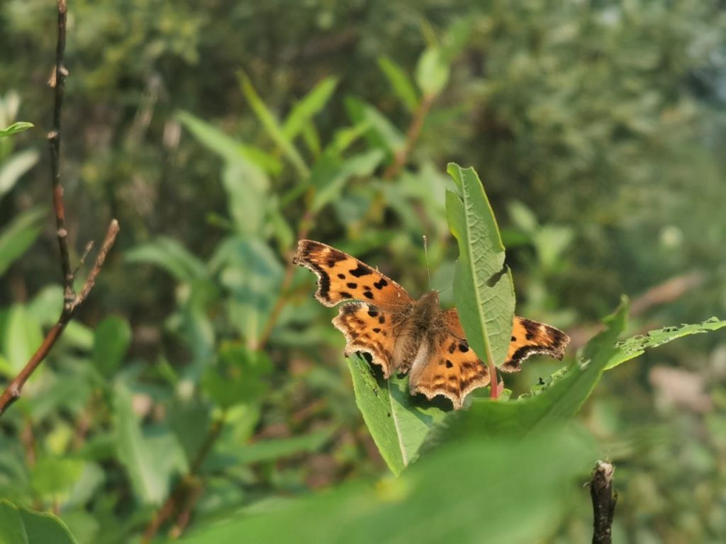 Orange butterfly on foliage