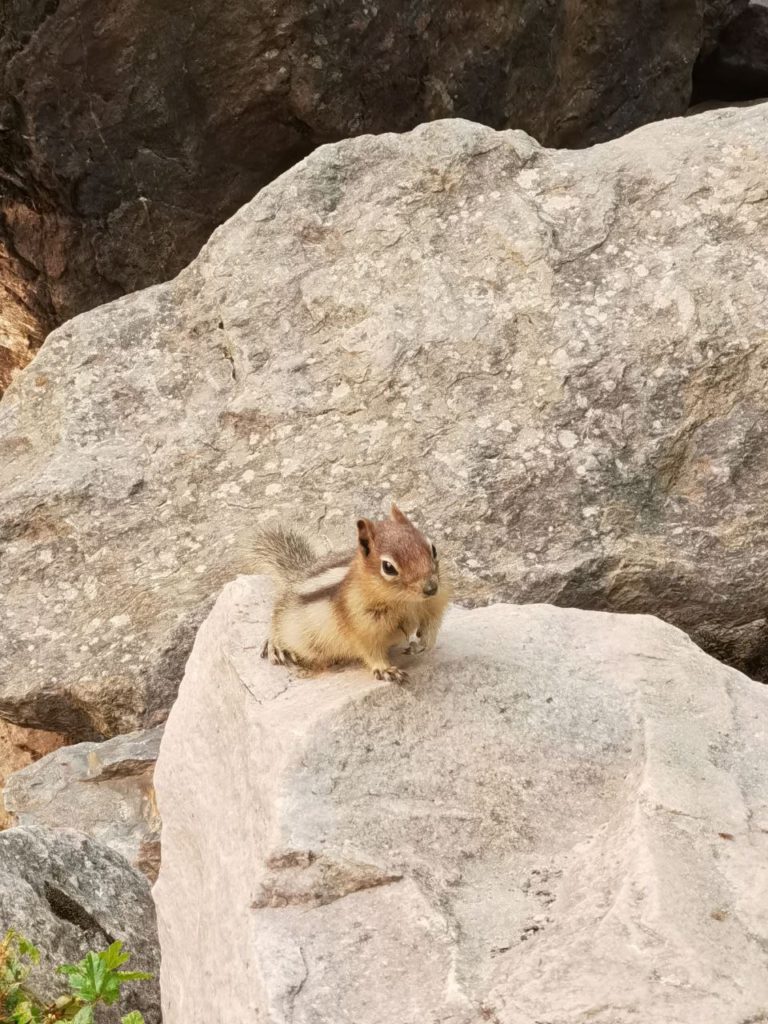 Chipmunk on a rock at Banff National Park